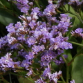 Sea lavender