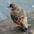 Turnstone