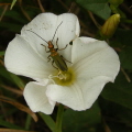 Field Bindweed