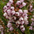 Cornish Heath