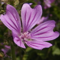Common Mallow