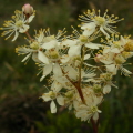 Meadowsweet