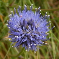 Sheepsbit scabious