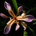 Stinking Iris