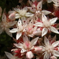 English Stonecrop