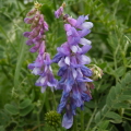 Tufted Vetch