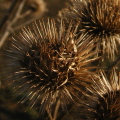 Lesser Burdock