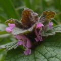 Ground Ivy