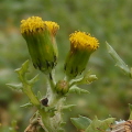 Groundsel