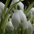 Snowdrop