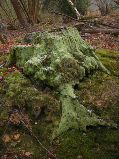 Tree stump