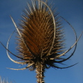 Teasel