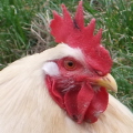 Cockerel