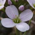 Cuckoo Flower (Lady's Smock)