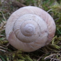 Snail shell