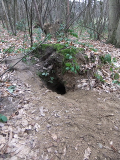 Badger Sett