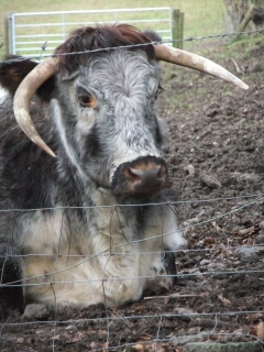 Longhorn cow