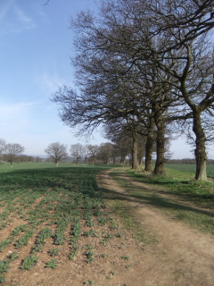 Fields