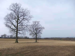 Fields