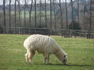 Llama