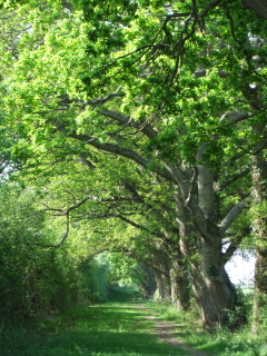 Path