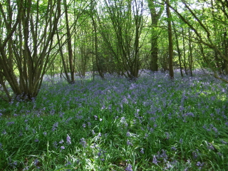 Bluebells