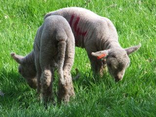 Southdown lambs