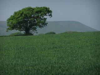 Firle Beacon