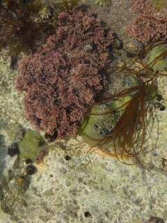 Rock pool