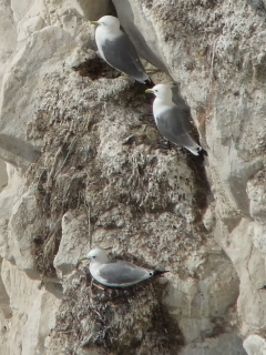 Gulls