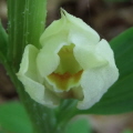 White Helleborine