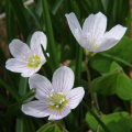 Wood-sorrel