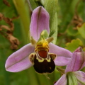 Bee Orchid Bee Orchid