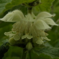 White dead-nettle White dead-nettle