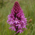 Pyramidal orchid Pyramidal orchid