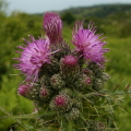 Creeping thistle creeping thistle
