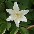 Wood Anemone