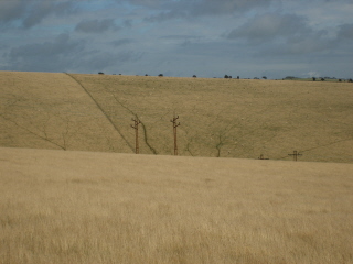 Sheep trails, Beeding Hill Beeding Hill