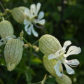 Bladder Campion Bladder Campion