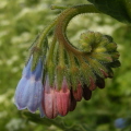 Comfrey Comfrey