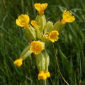 Cowslip Cowslip