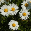 Daisy Daisy