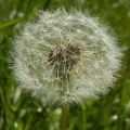 Dandelion Dandelion