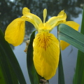 Yellow Flag Yellow Flag