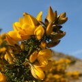 Gorse Gorse