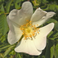 Rose Rose