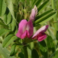 Vetch Vetch