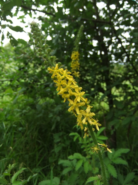 Agrimony