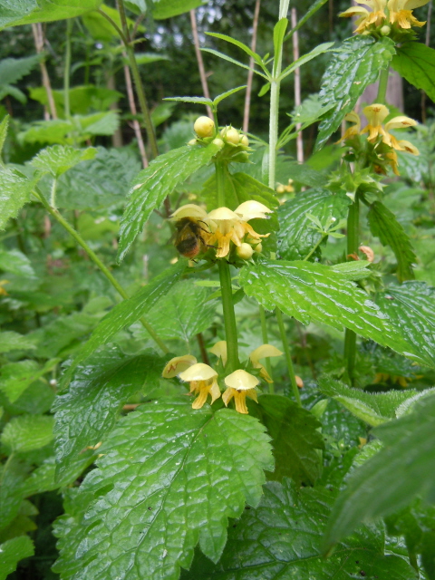 Yellow Archangel