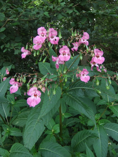 Himalayan Balsam